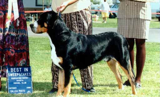 Stout Wins Best of Sweepstakes in 1998 GSMD Western Regional Specialty!